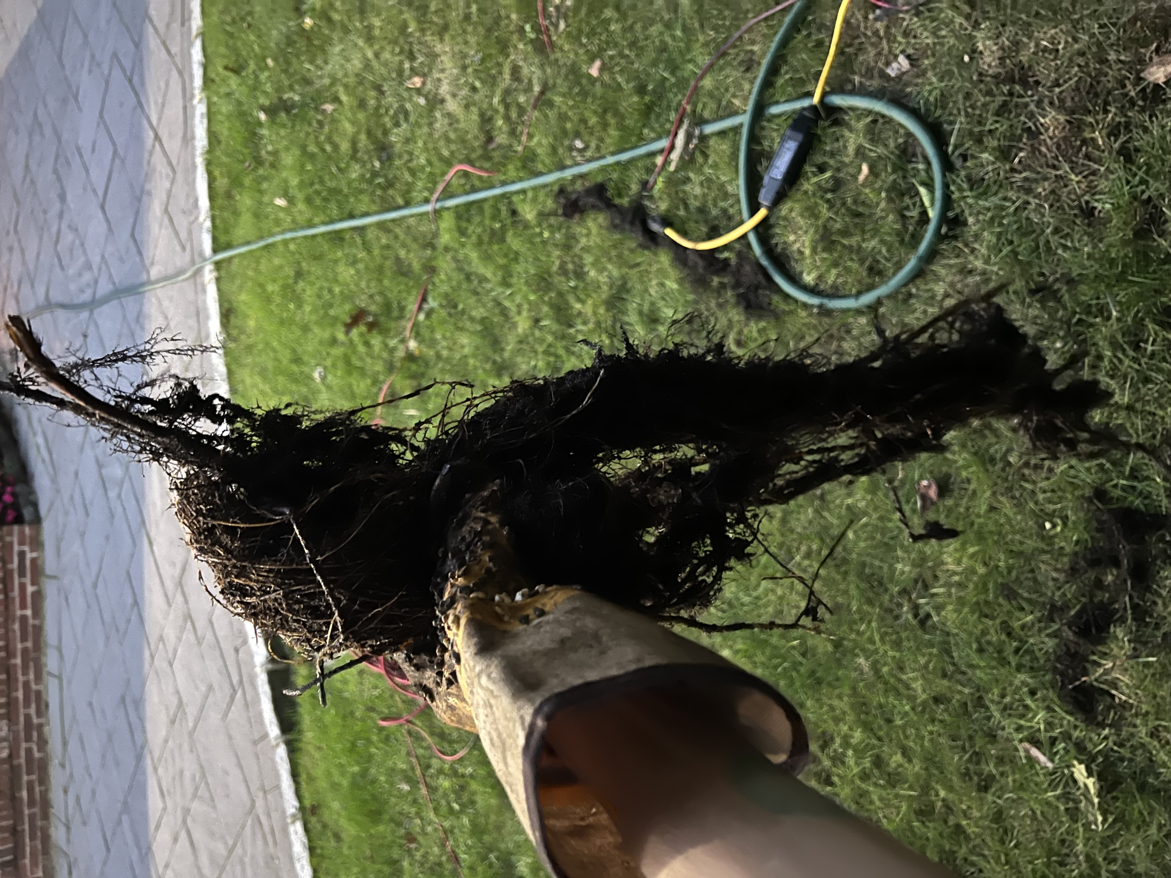 Massive tree root mass pulled from a clogged main sewer line.