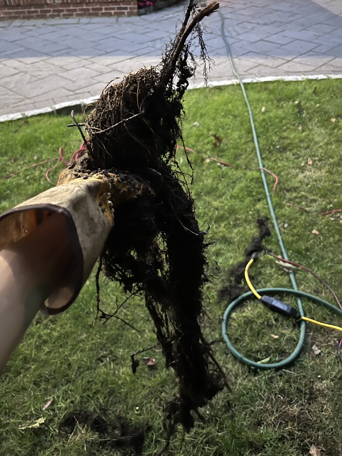 Tree root mass pulled from a clogged main sewer line in New York City.